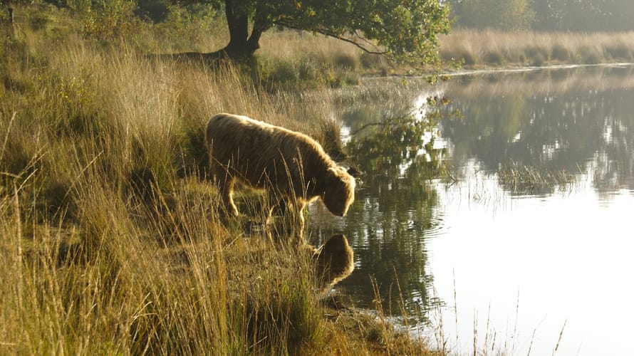 Schotse hooglander drinkt uit een ven.