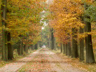 kampina herfst