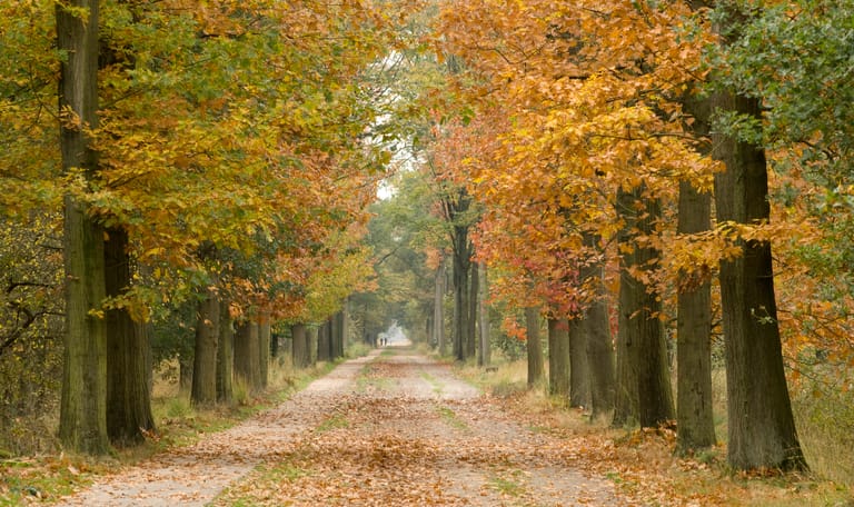 kampina herfst