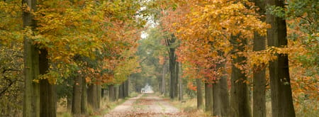kampina herfst