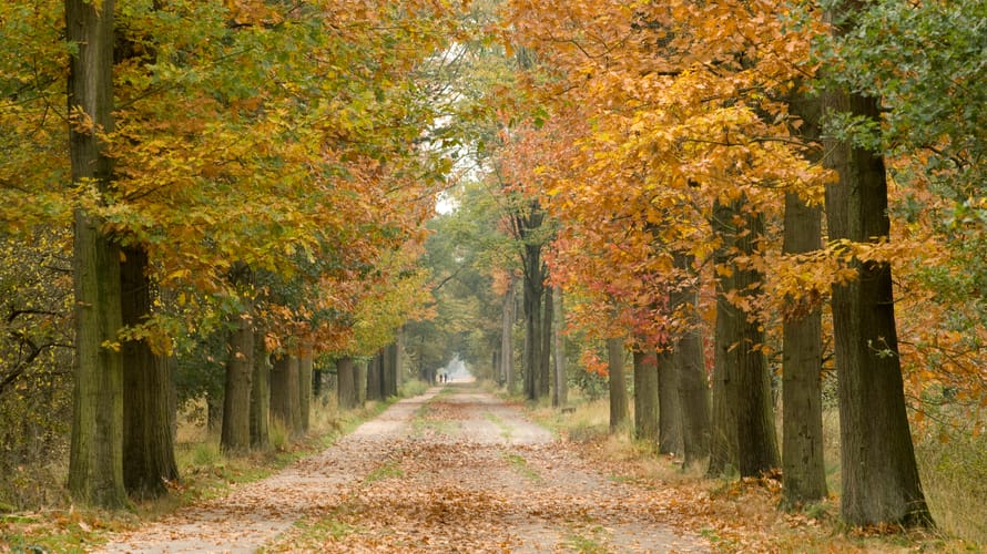 kampina herfst