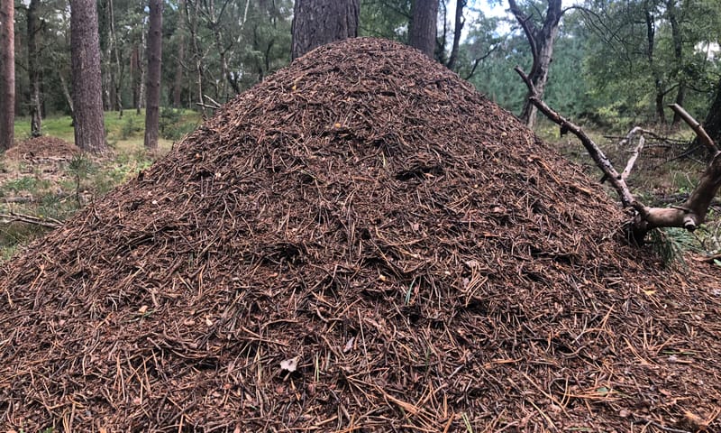 Mierennesten Kampina