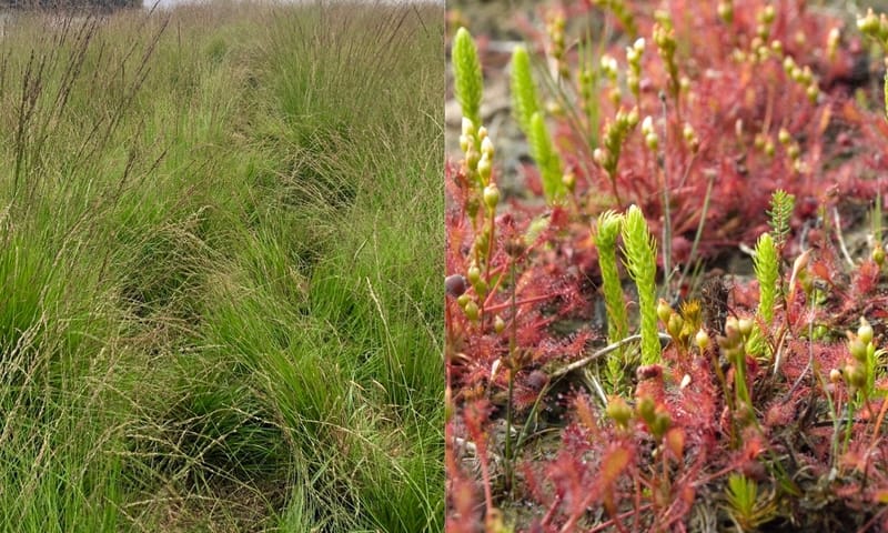 Effect van natuurherstel