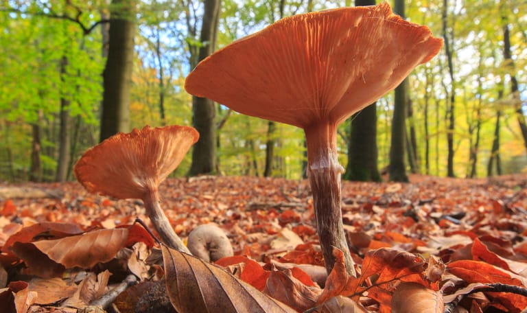 Ontdek de herfst op Gooilust in 's-Graveland