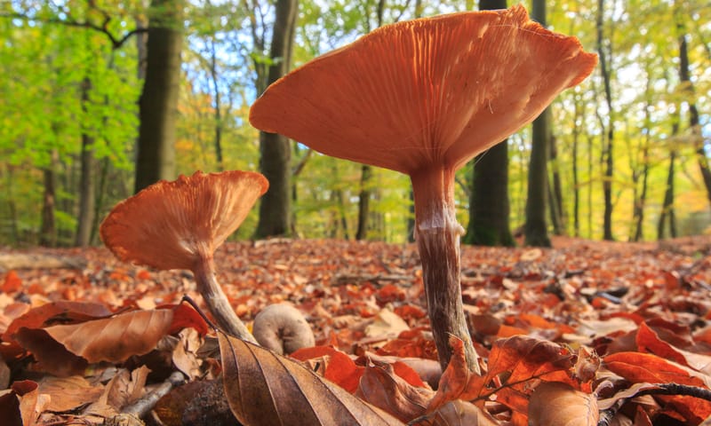 Ontdek de herfst op Gooilust in 's-Graveland