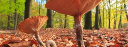 Ontdek de herfst op Gooilust in 's-Graveland