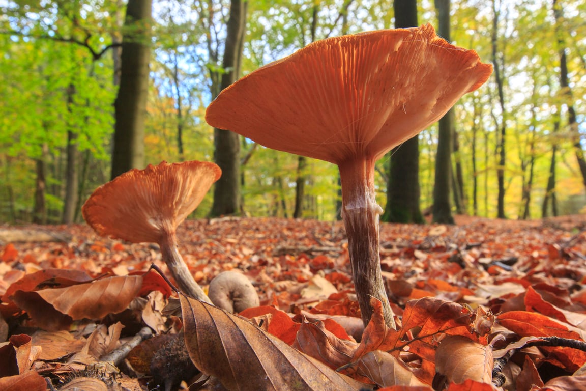 Ontdek de herfst op Gooilust in 's-Graveland