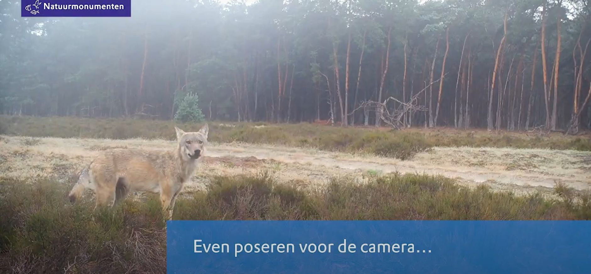 poseren voor de camera