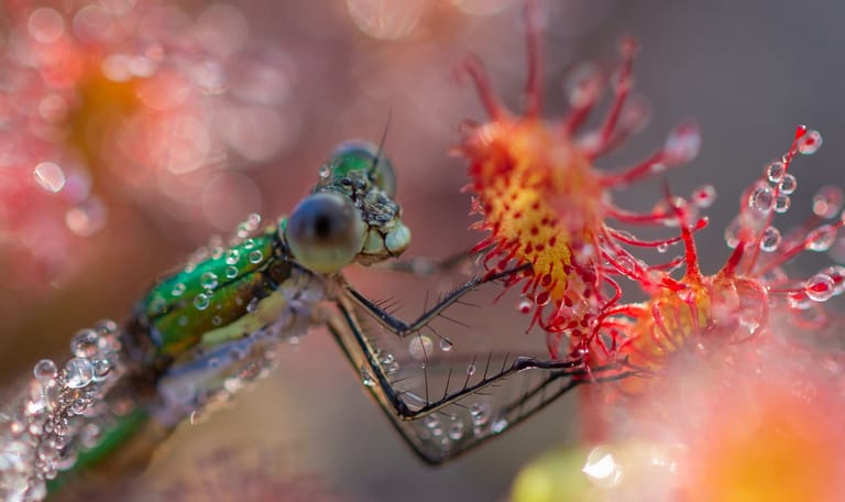 Kleine zonnedauw met waterjuffer