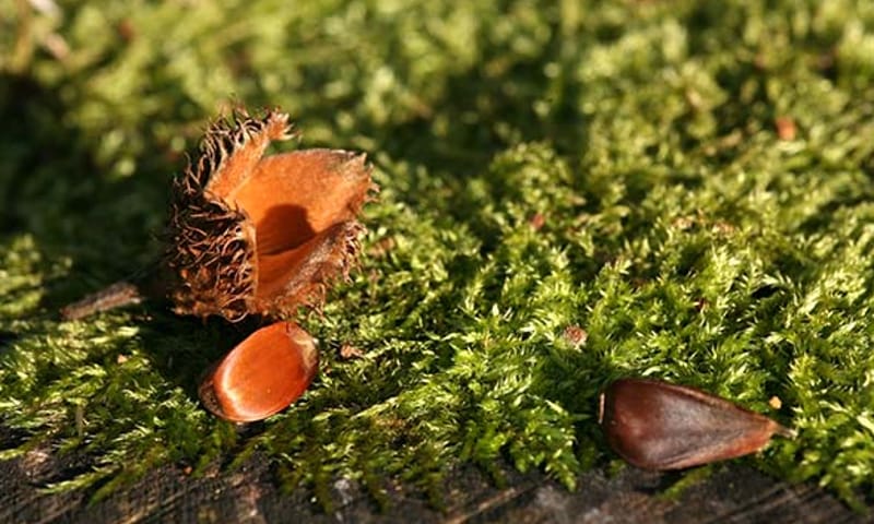 Beukennoot Beukennoot