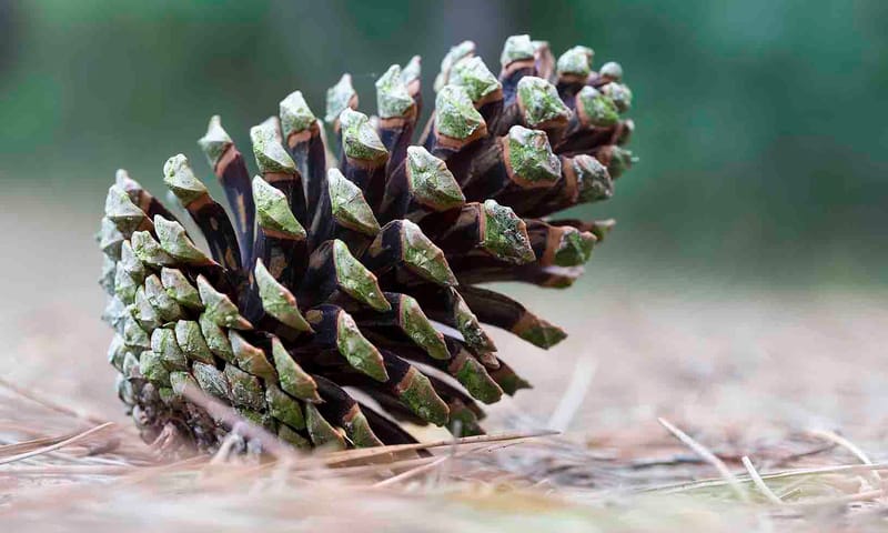 Dennenappel van de zeeden Dennenappel van de zeeden