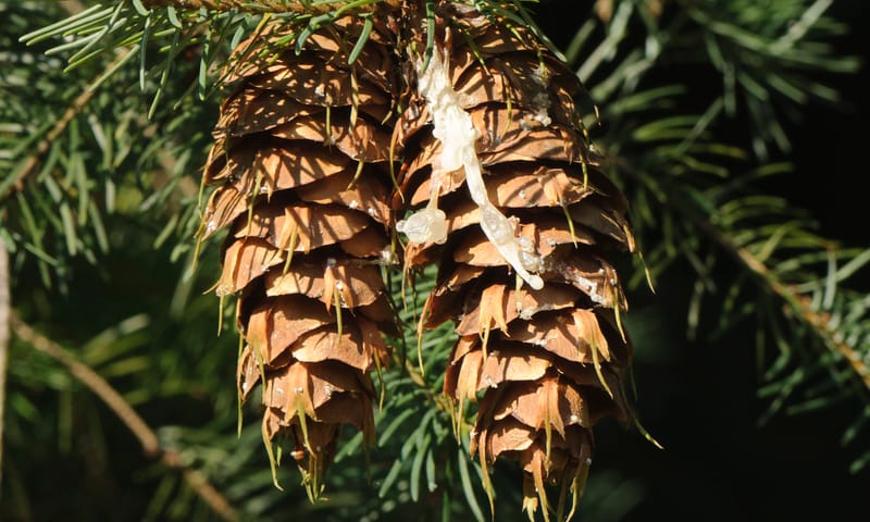 Douglasspar Douglasspar