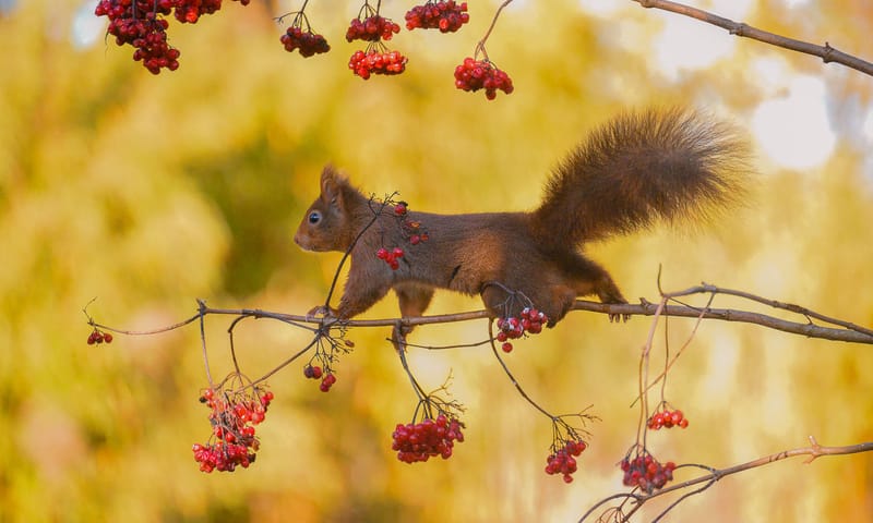 Eekhoorn op Gelderse roos Eekhoorn op Gelderse roos