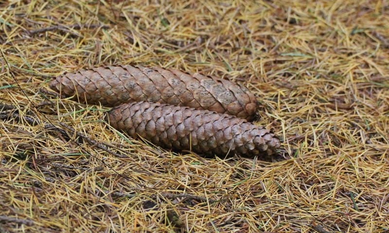 Fijnspar sparrenkegel Fijnspar sparrenkegel