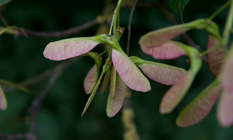 Gewone esdoorn Gewone esdoorn