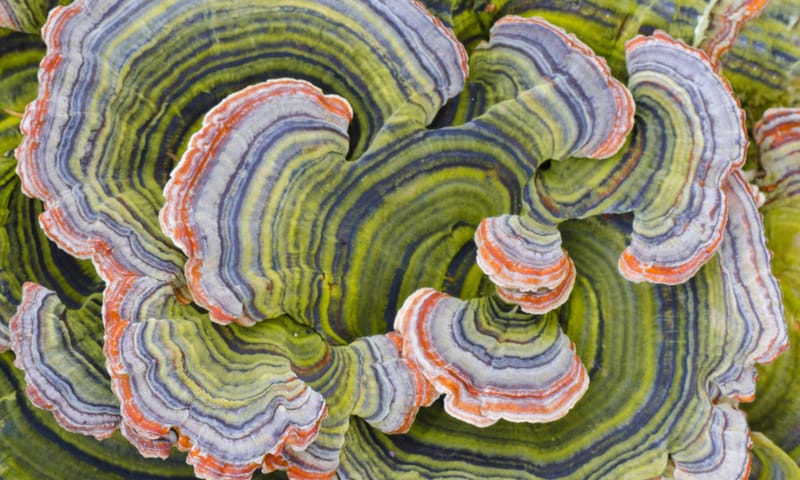 Gewoon elfenbankje Gewoon elfenbankje paddenstoel