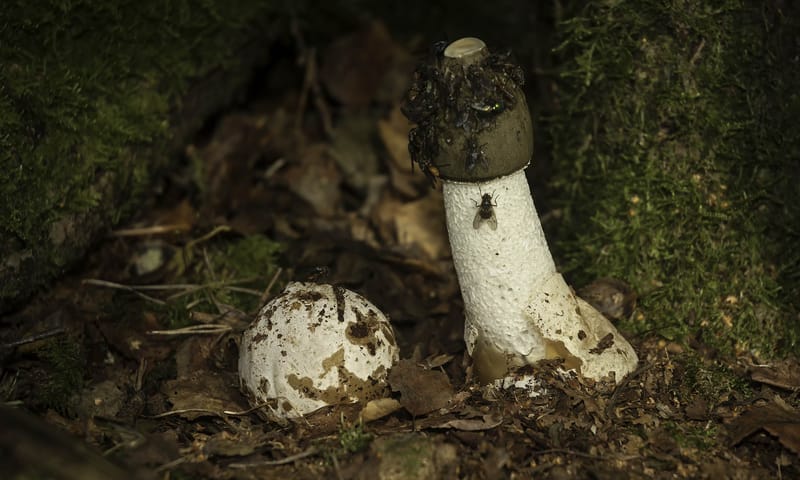 Grote stinkzwam Grote stinkzwam