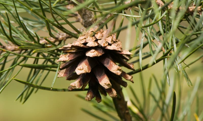 Dennenappel van een grove den 