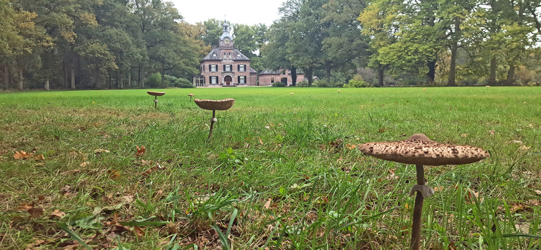 Grote Parasolzwam Leusveld