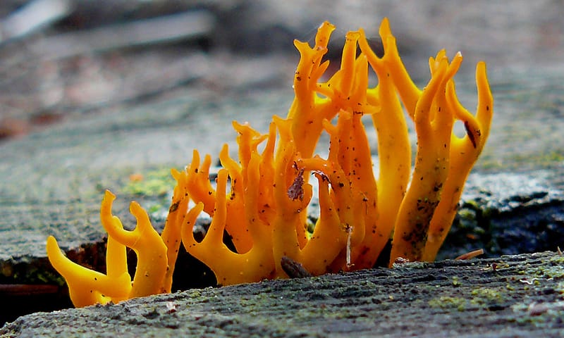 Kleverig koraalzwammetje Kleverig koraalzwammetje