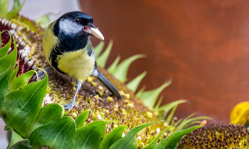 Koolmees op zonnebloem