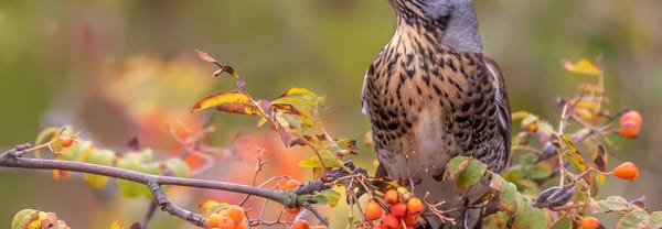Kramsvogel eet van lijsterbes