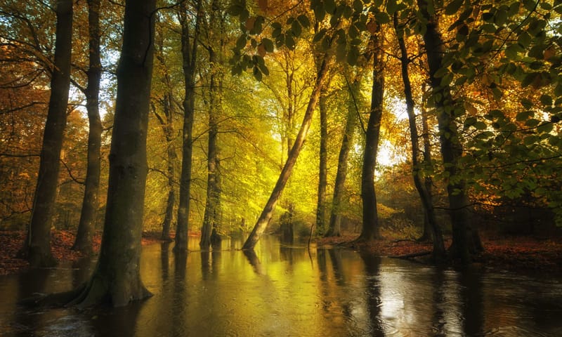 Leuvenumse Bossen in de herfst