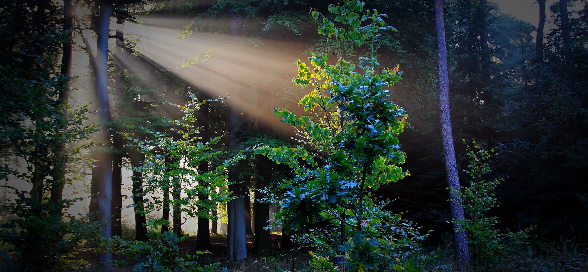 Biodiversiteit