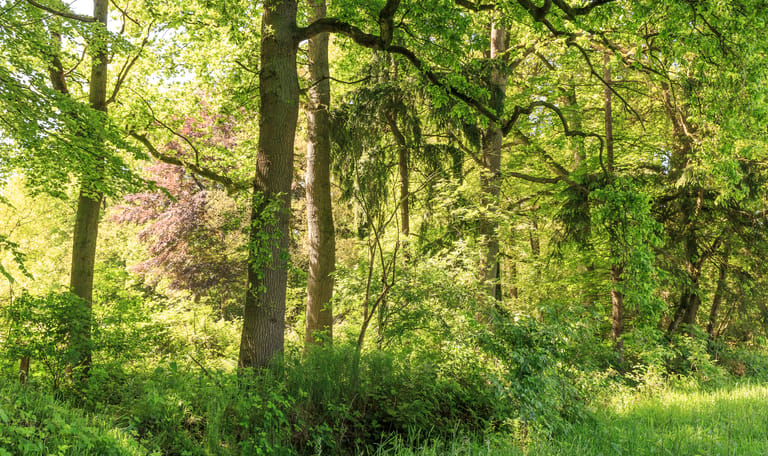 gemengd bos v2