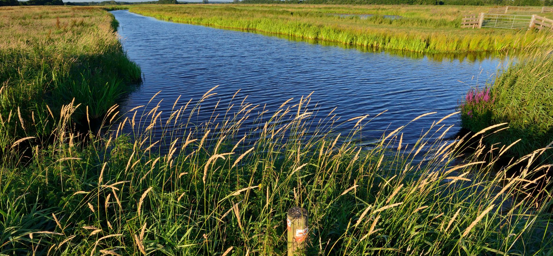 Noord-Hollands landschap