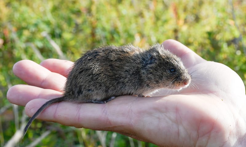 Noordse woelmuis