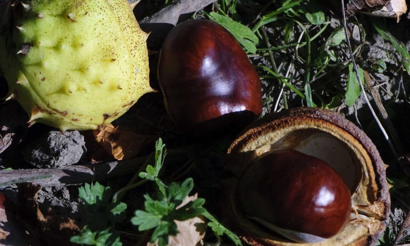 Paardenkastanje Paardenkastanje