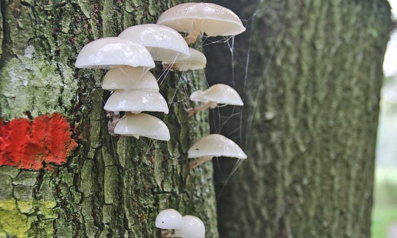 Porseleinzwam Leusveld