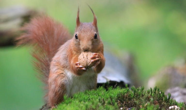 Eekhoorn met walnoot