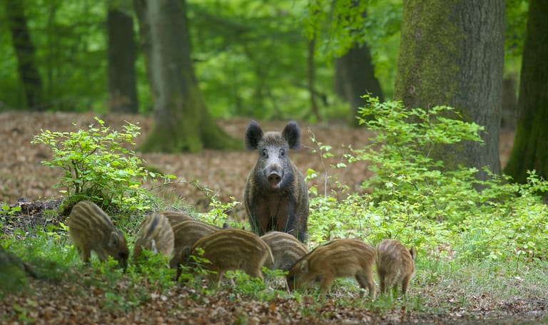 Wild zwijn met jongen - bosdieren