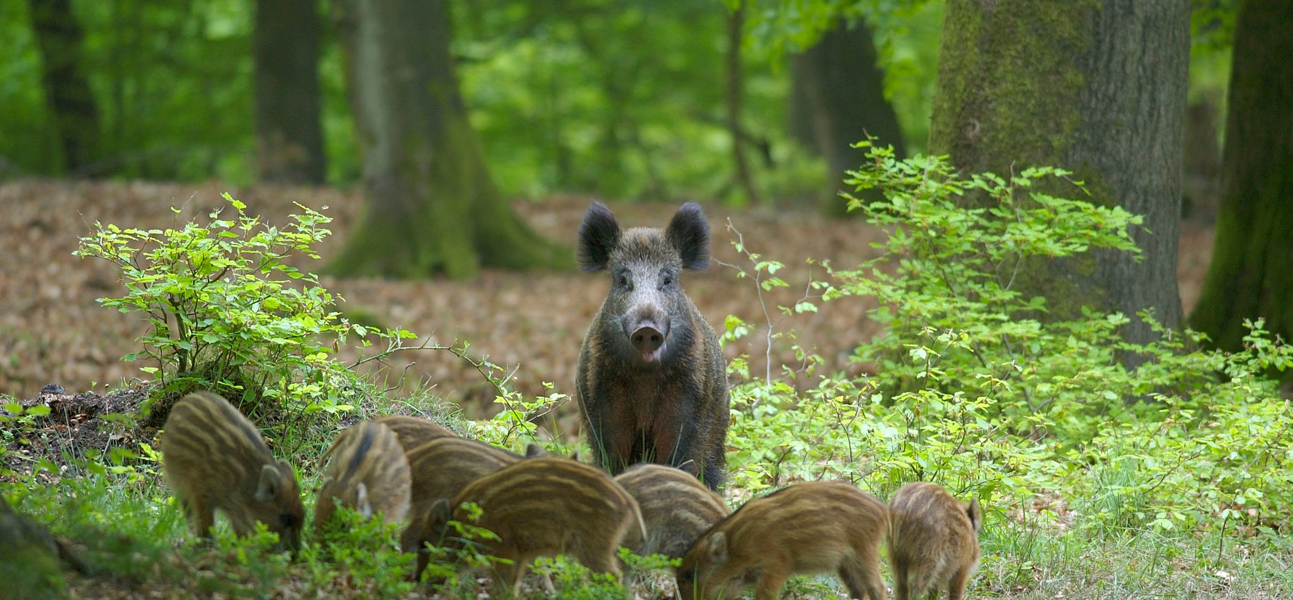 Wild zwijn met jongen - bosdieren