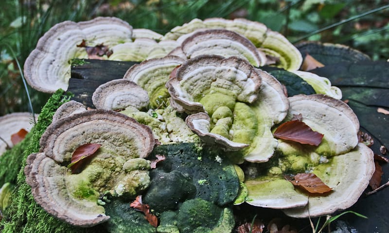 Witte bultzwam Leusveld