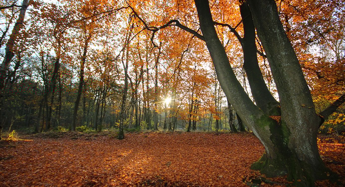 Herfstwandeling in Wolfheze