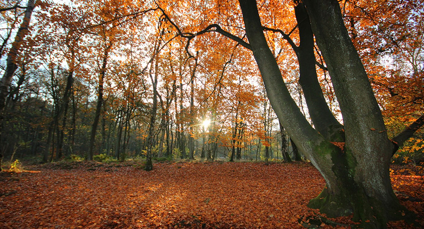 Herfstwandeling in Wolfheze