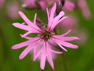 Echte koekoeksbloem