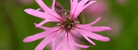 Echte koekoeksbloem