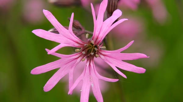 Echte koekoeksbloem