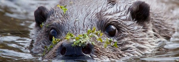 Otter