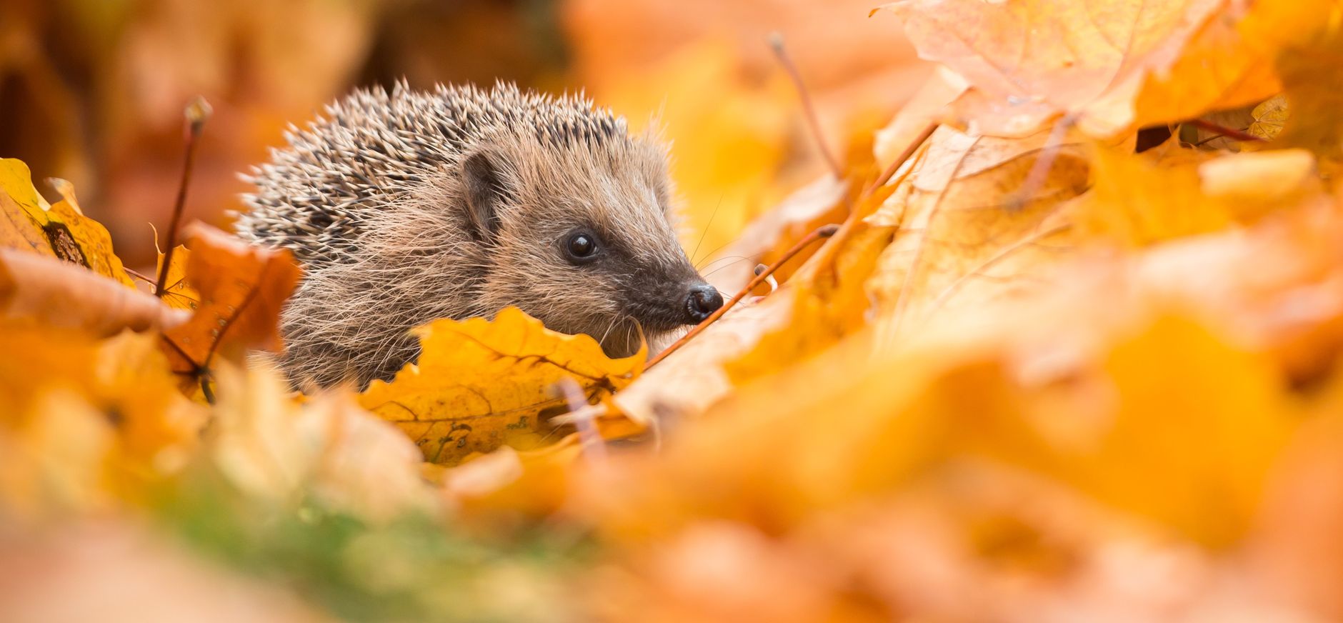 Egel tussen herfstbladeren in een tuin