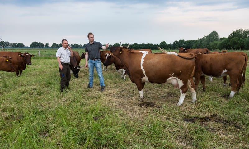 Boer en boswachter tussen de koeien