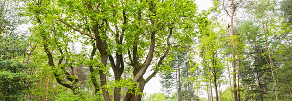 Boomboeket Mookerheide