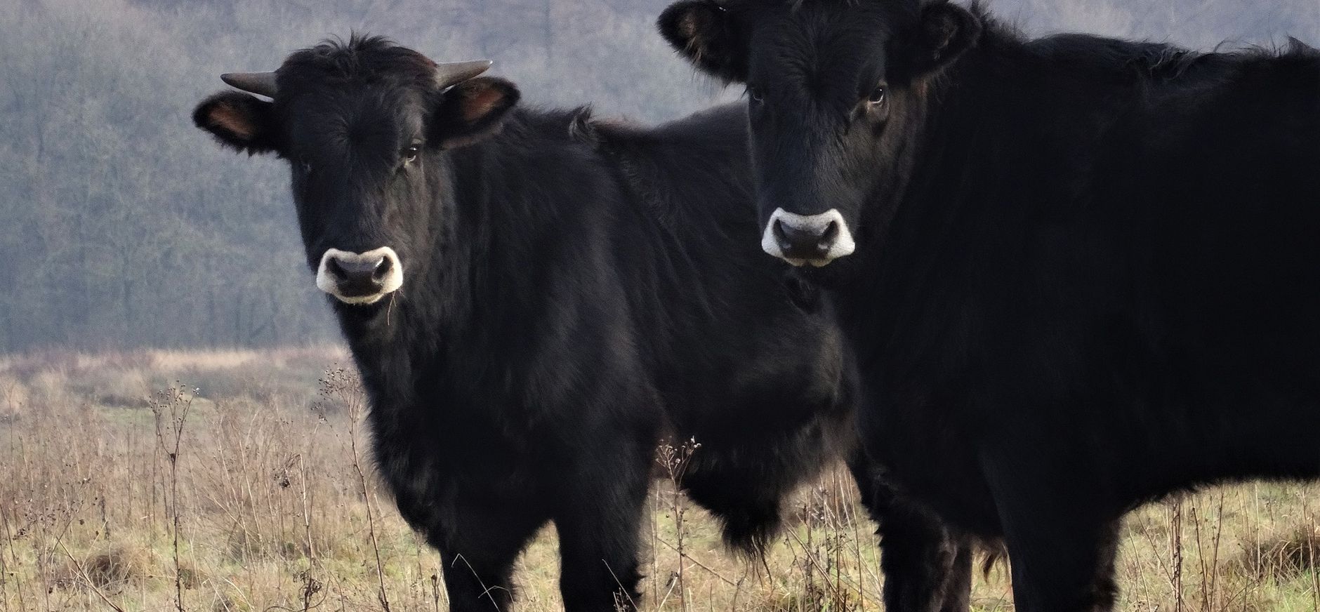 Sayaquesa's met wintervacht