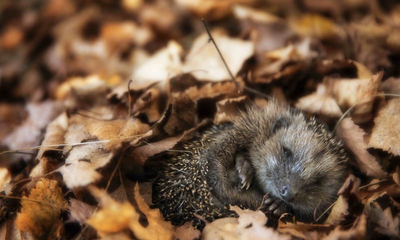 Egel tussen de bladeren in een rommelhoekje