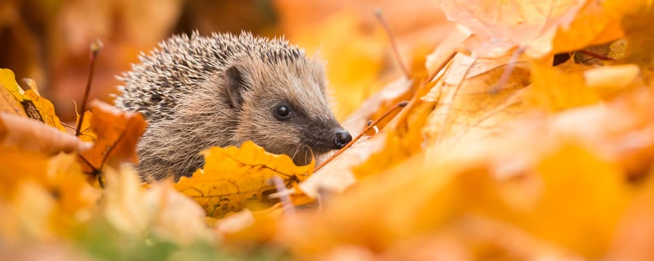 Egel in de herfst tuin