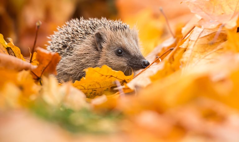 Egel in de herfst tuin